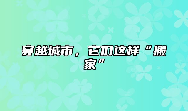 穿越城市，它们这样“搬家”